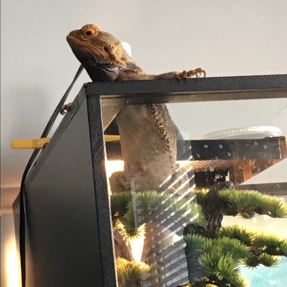 Meet your Posher, Gam - Picture 1 of 1